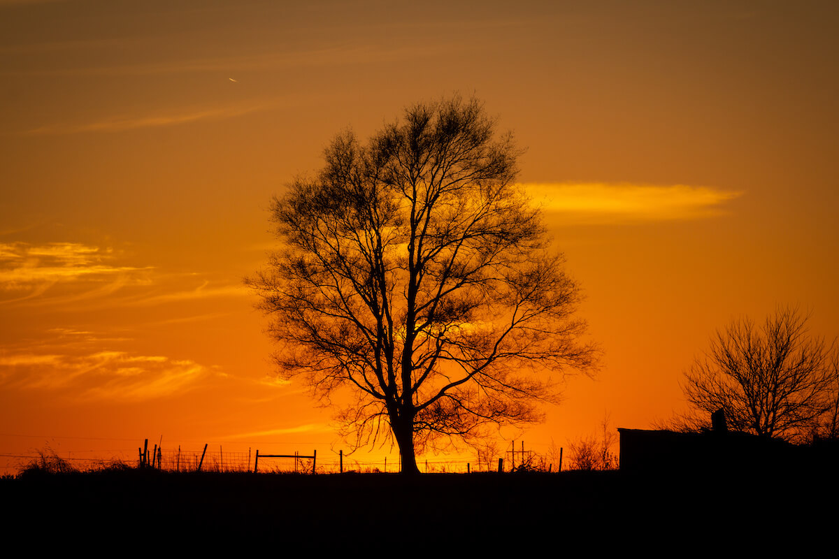 Photo of a Silhouette of tree with winter sun