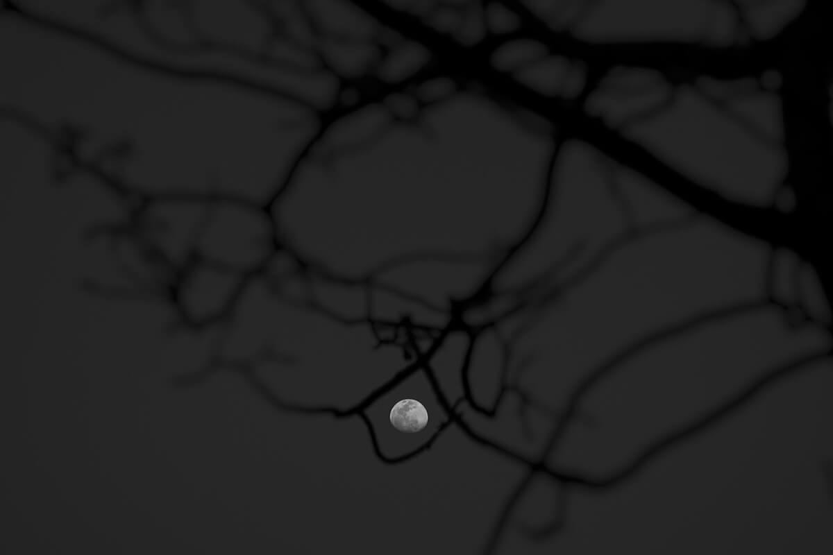 Photo of the moon as seen through bare tree branches