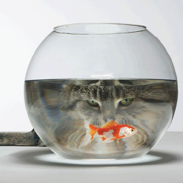 Photo of a Cat peering through a fish bowl at a goldfish. Photo Credit: Thomas Macpherson/Getty Images